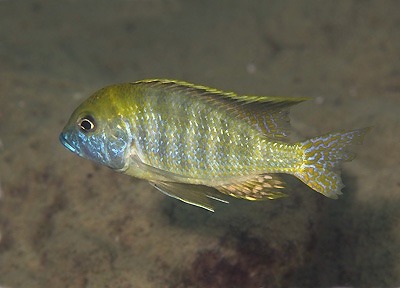 Tramitichromis intermedius 'Gallireya Reef'